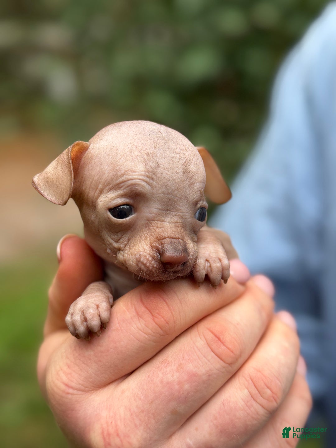 Mixed Breed dogs for sale: Cleopatra  - Ad 73