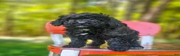 Mini Bernedoodle dogs for sale: Midnight  - Ad 3