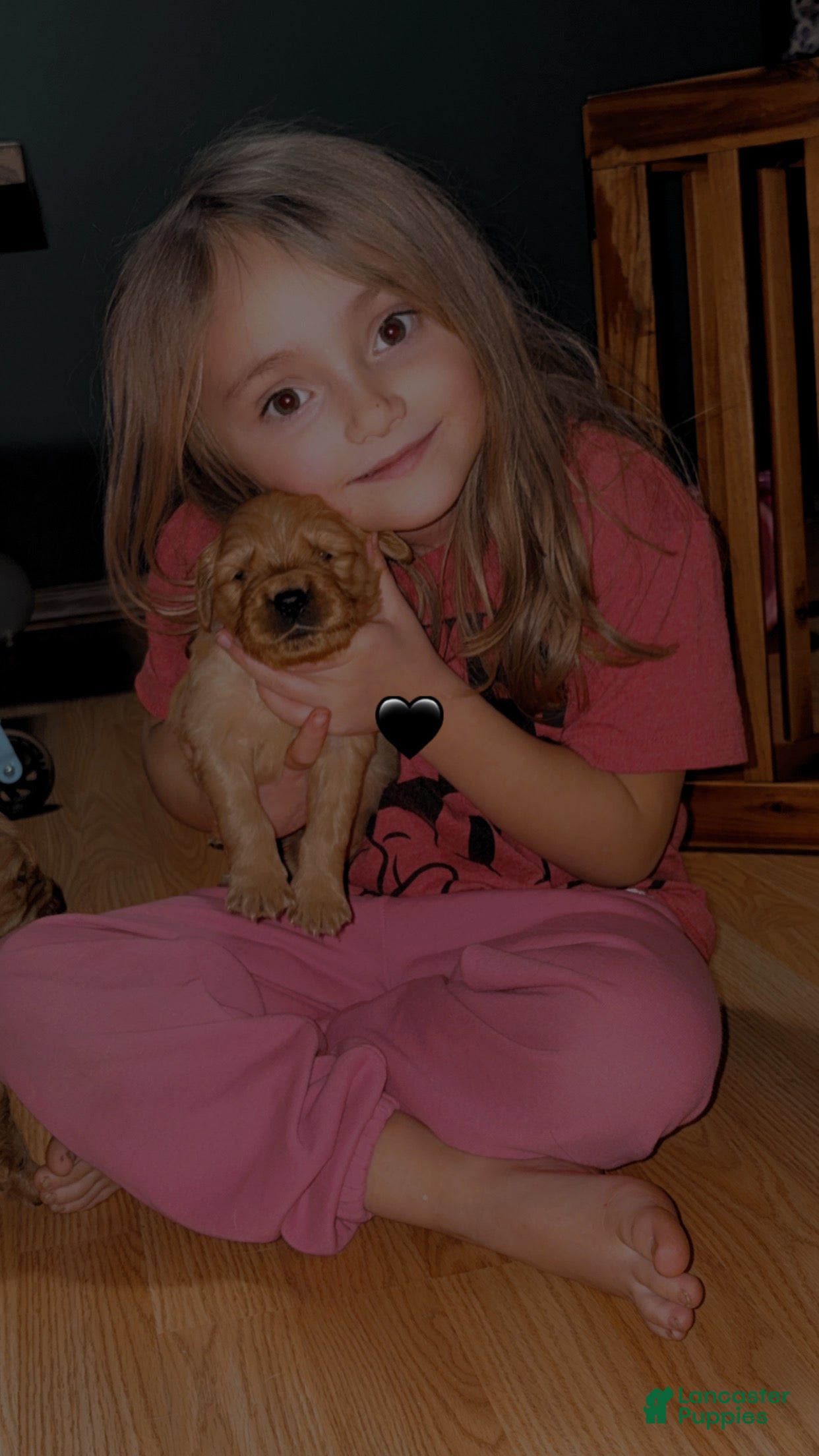 Golden Retriever dogs Golden Retriever Puppy 3 - Ad 1