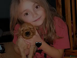 Golden Retriever dogs Golden Retriever Puppy 3 - Ad 1