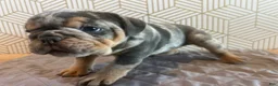 English Bulldog dogs for sale: Mable - Ad 5
