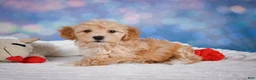 Maltipoo dogs for sale: Ginger - Ad 7