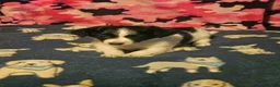 Chihuahua dogs for sale: Pearl - Ad 12