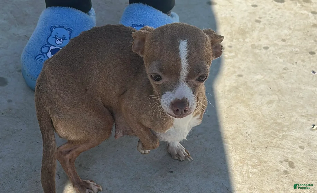Chihuahua dogs for sale: Chihuahua Puppy 1 - Ad 4