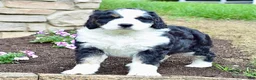 Bernedoodle dogs for sale: Mr. Sammy - Ad 5