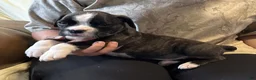 Boxer dogs for sale: Liberty - Ad 7