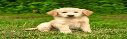 Golden Retriever dogs for sale: Nickolas - Ad 4