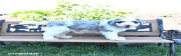 Mini Bernedoodle dogs for sale: Lily - Ad 5