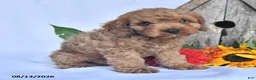 Cavapoo dogs for sale: Artie - Ad 3