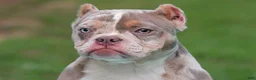 American Bully dogs for sale: Lilac Tri Merle Female - Ad 5