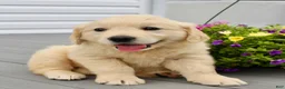 Golden Retriever dogs for sale: Zoey - Ad 3