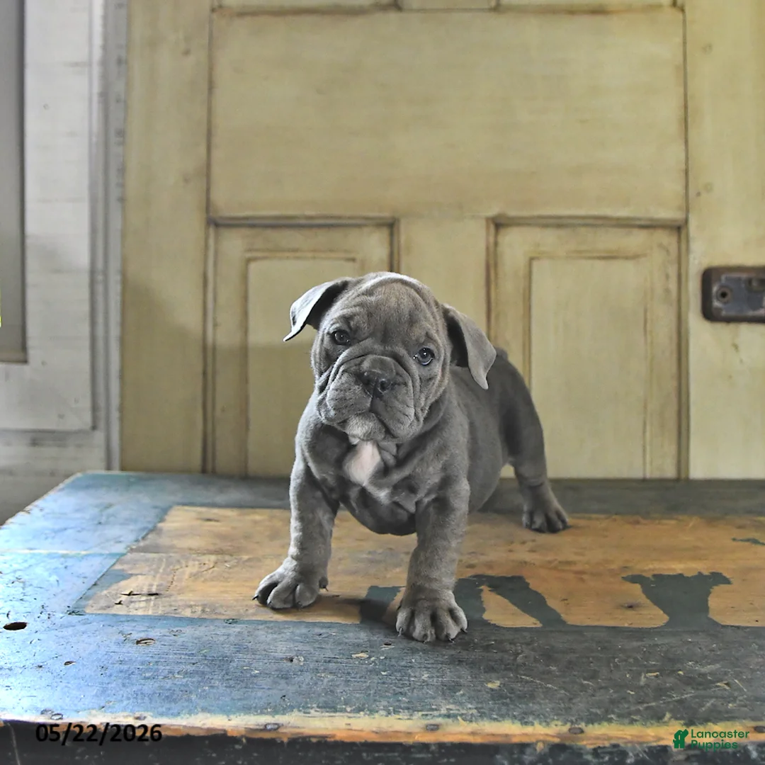 English Bulldog dogs for sale: Tilly - Ad 2