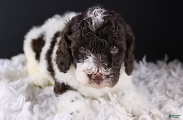 Standard Poodle dogs Lincoln - Ad 11