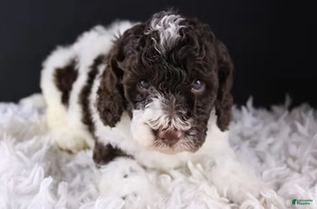 Standard Poodle dogs for sale: Lincoln - Ad 1