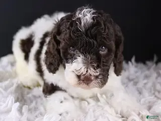 Standard Poodle dogs Lincoln - Ad 11