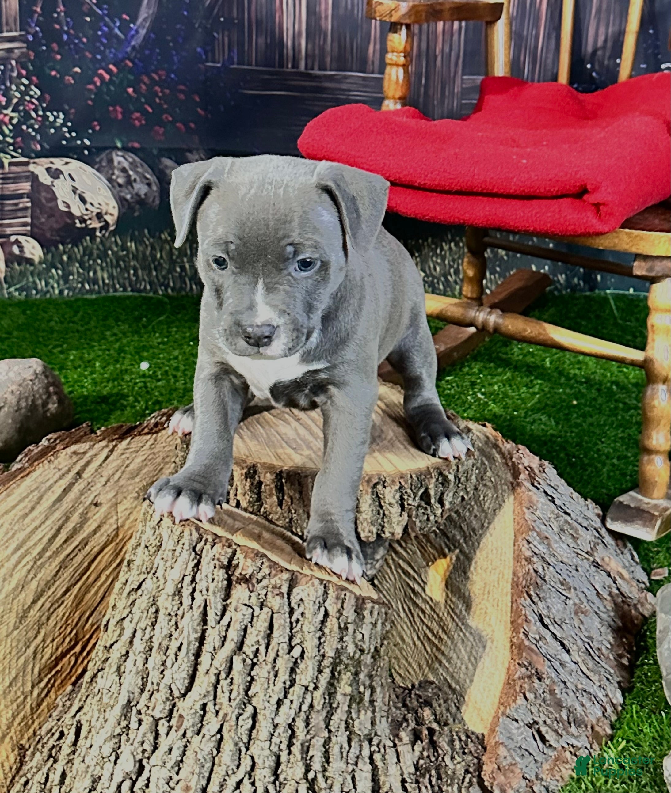 American Bully dogs American Bully 2 - Ad 2