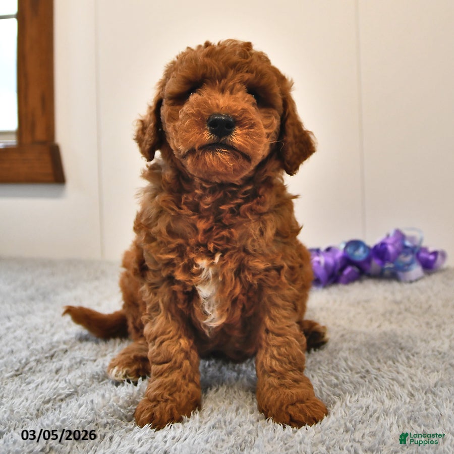 Mini Goldendoodle dogs Benji - Ad 2