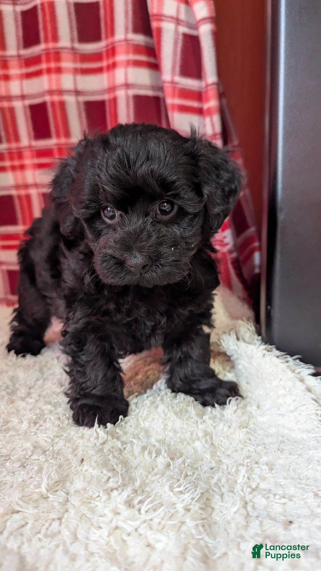 Yorkiepoo dogs for sale: Theo - Ad 6