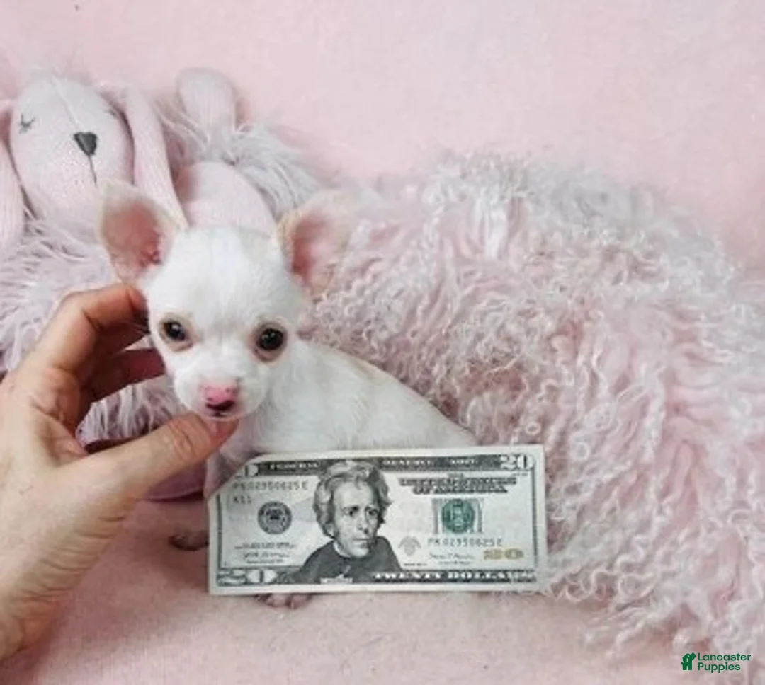 Chihuahua dogs for sale: Chihuahua Puppy 1 - Ad 2