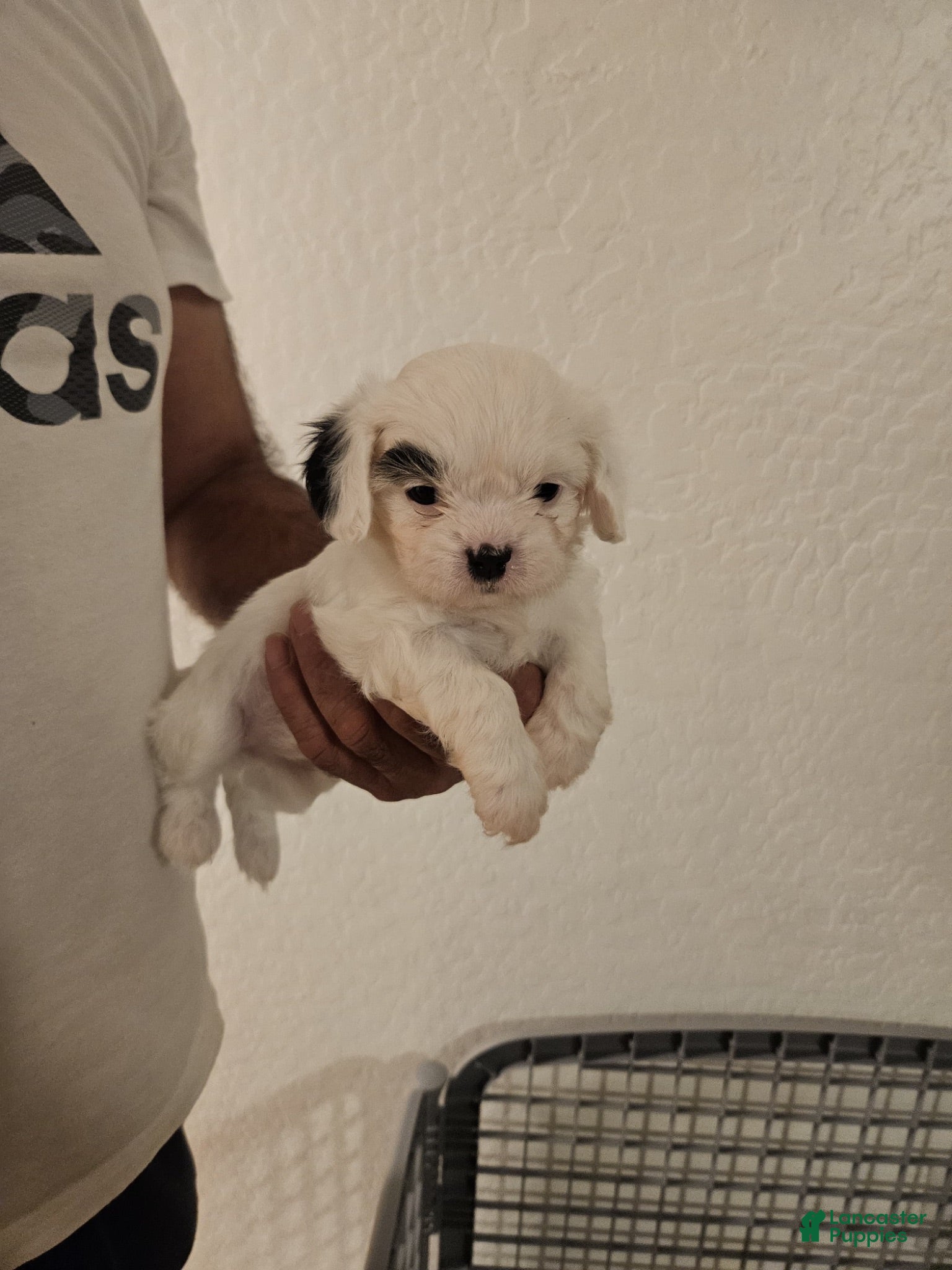 Mixed Breed dogs N/A - Ad 11