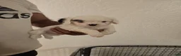 Mixed Breed dogs for sale: N/A - Ad 1
