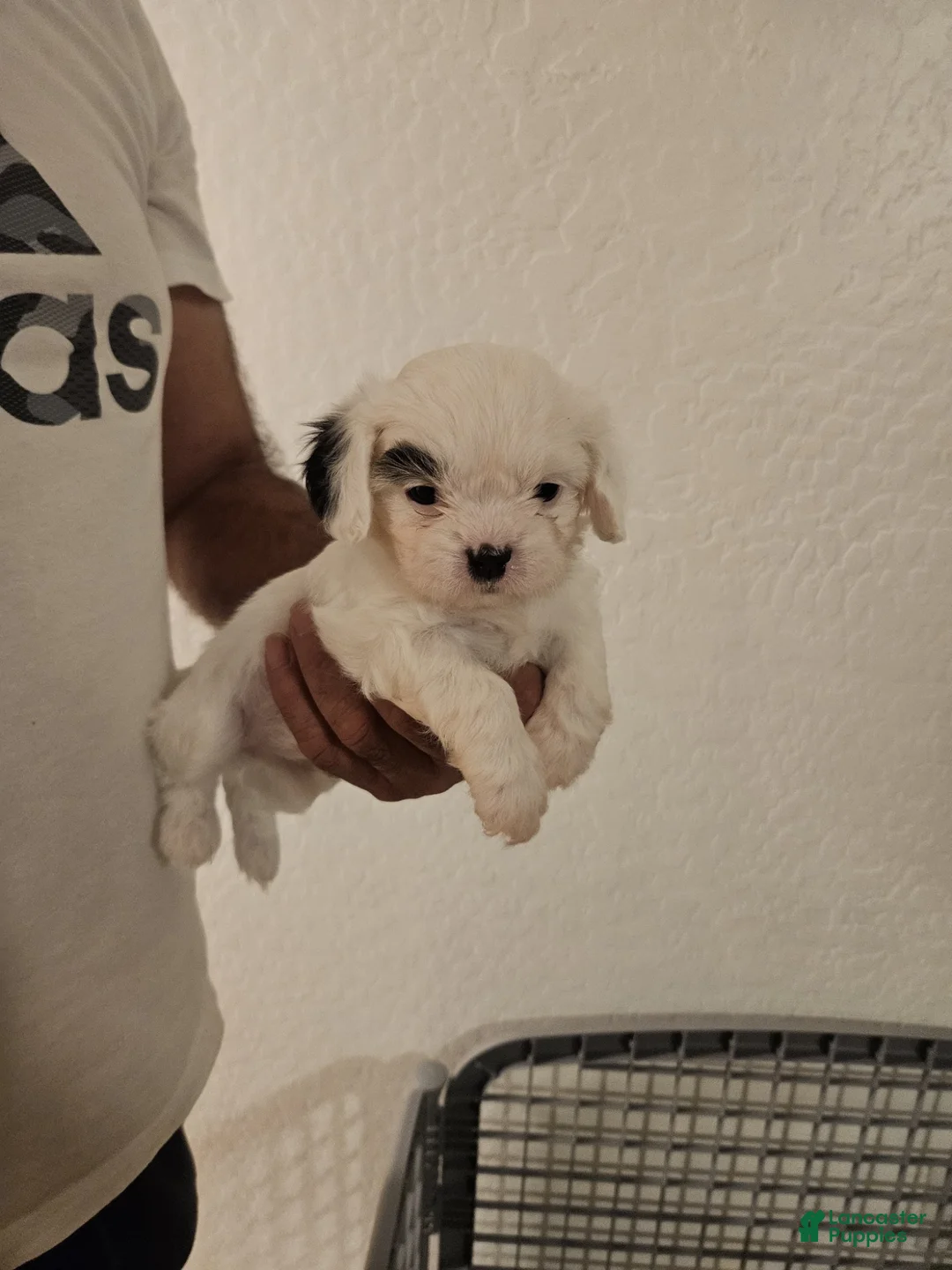 Mixed Breed dogs for sale: N/A - Ad 1