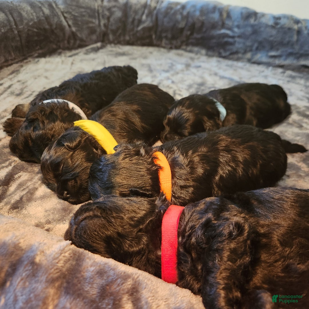 Shihpoo dogs for sale: Orange Collar Puppy 2 - Ad 11
