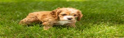 Cocker Spaniel dogs for sale: Gertie  - Ad 3