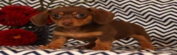 Miniature Dachshund dogs for sale: Abby - Ad 4