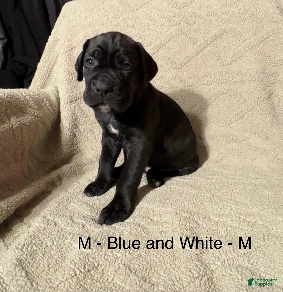Cane Corso dogs Blue&White - Ad 21