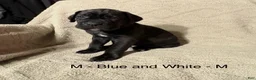 Cane Corso dogs for sale: Blue&White - Ad 1