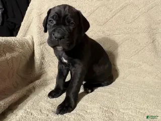Cane Corso dogs Blue&White - Ad 21