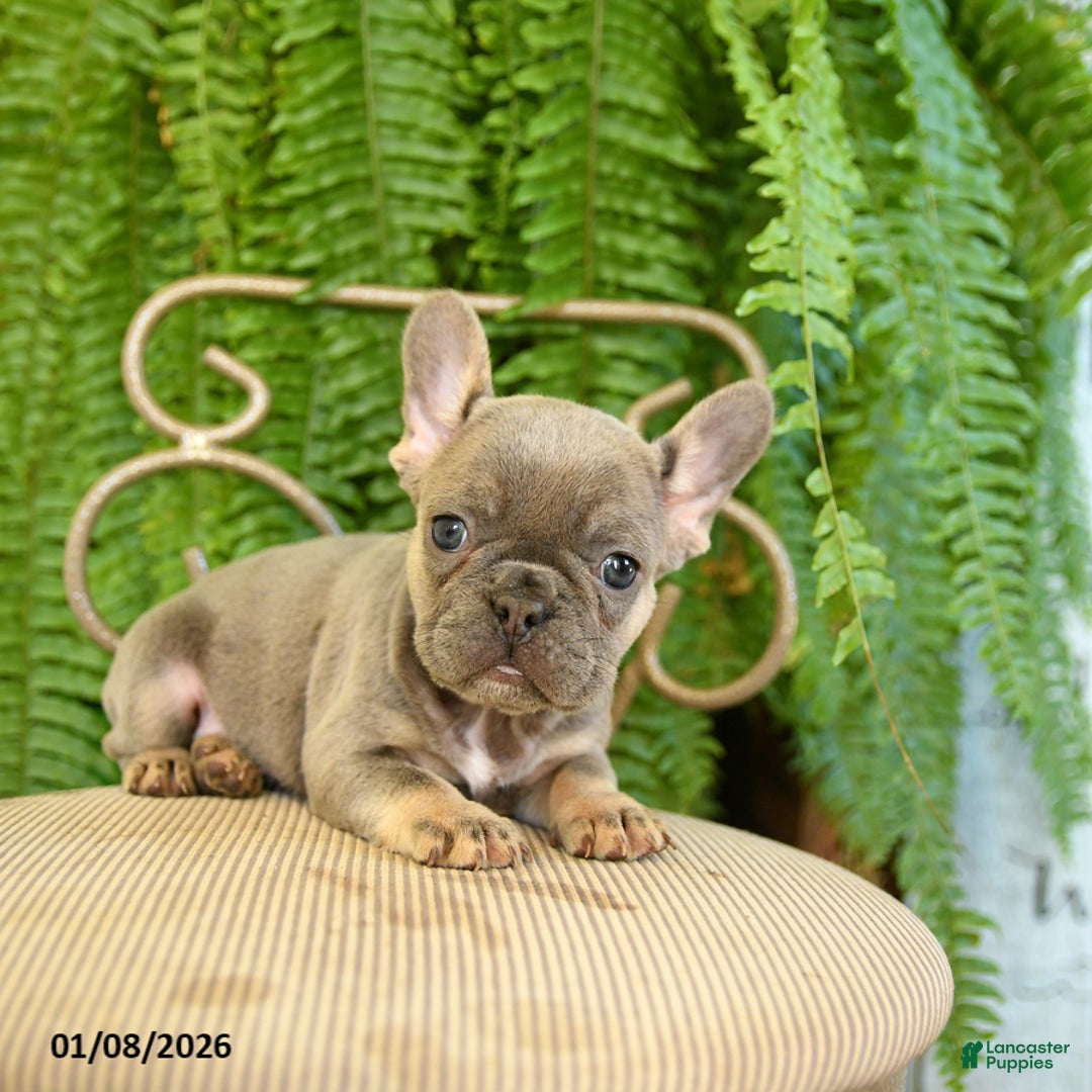 French Bulldog dogs for sale: Taffy - Ad 2