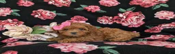 Shihpoo dogs for sale: Adelle - Ad 4