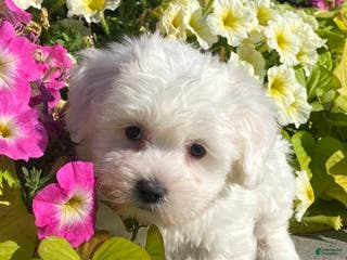 Coton De Tulear dogs Cowboy - Ad 13