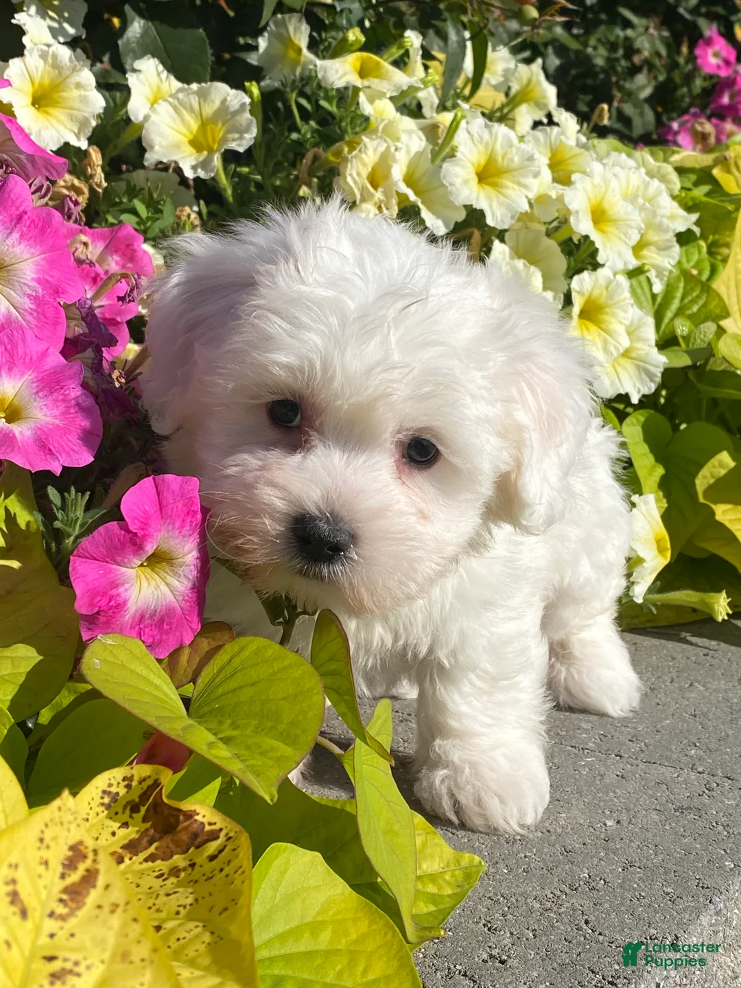 Coton De Tulear dogs for sale: Cowboy - Ad 1