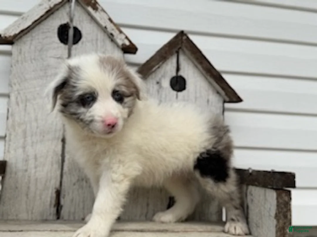 Mini Aussiedoodle dogs for sale: Simba - Ad 2