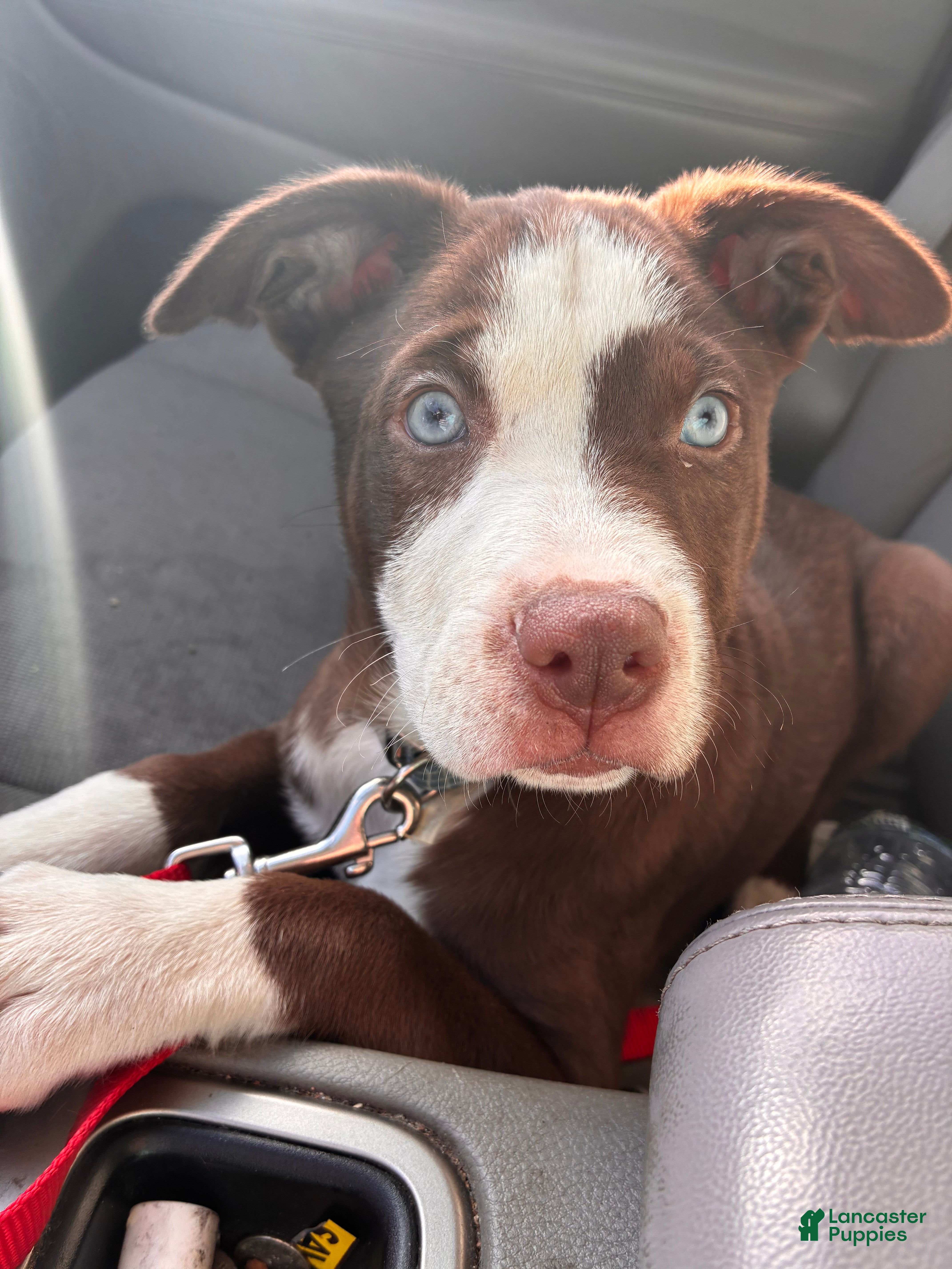 Pitsky dogs Kit Kat - Ad 33