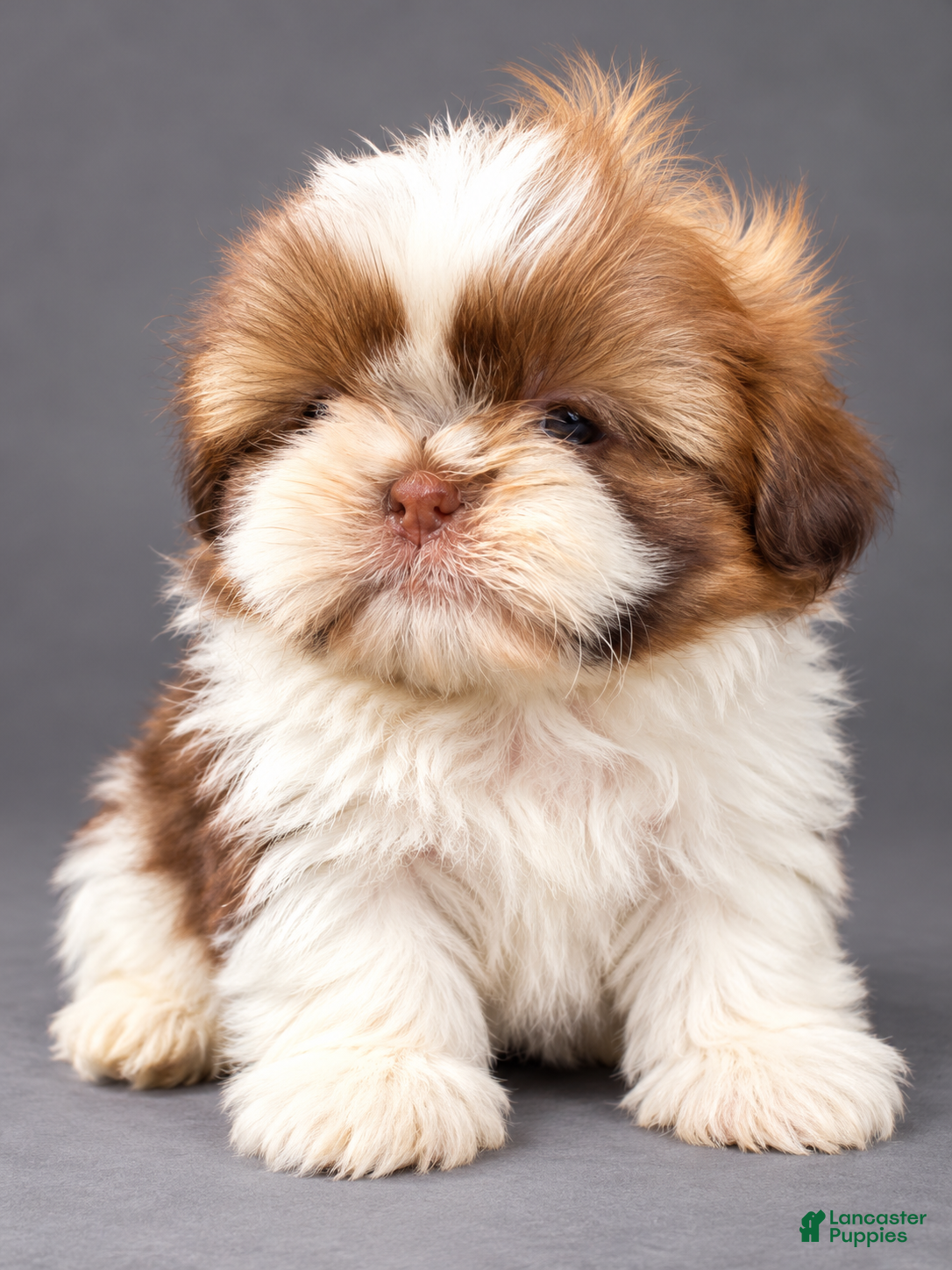 Shih Tzu dogs for sale: Daisy - Ad 35