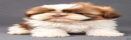 Shih Tzu dogs for sale: Daisy - Ad 1