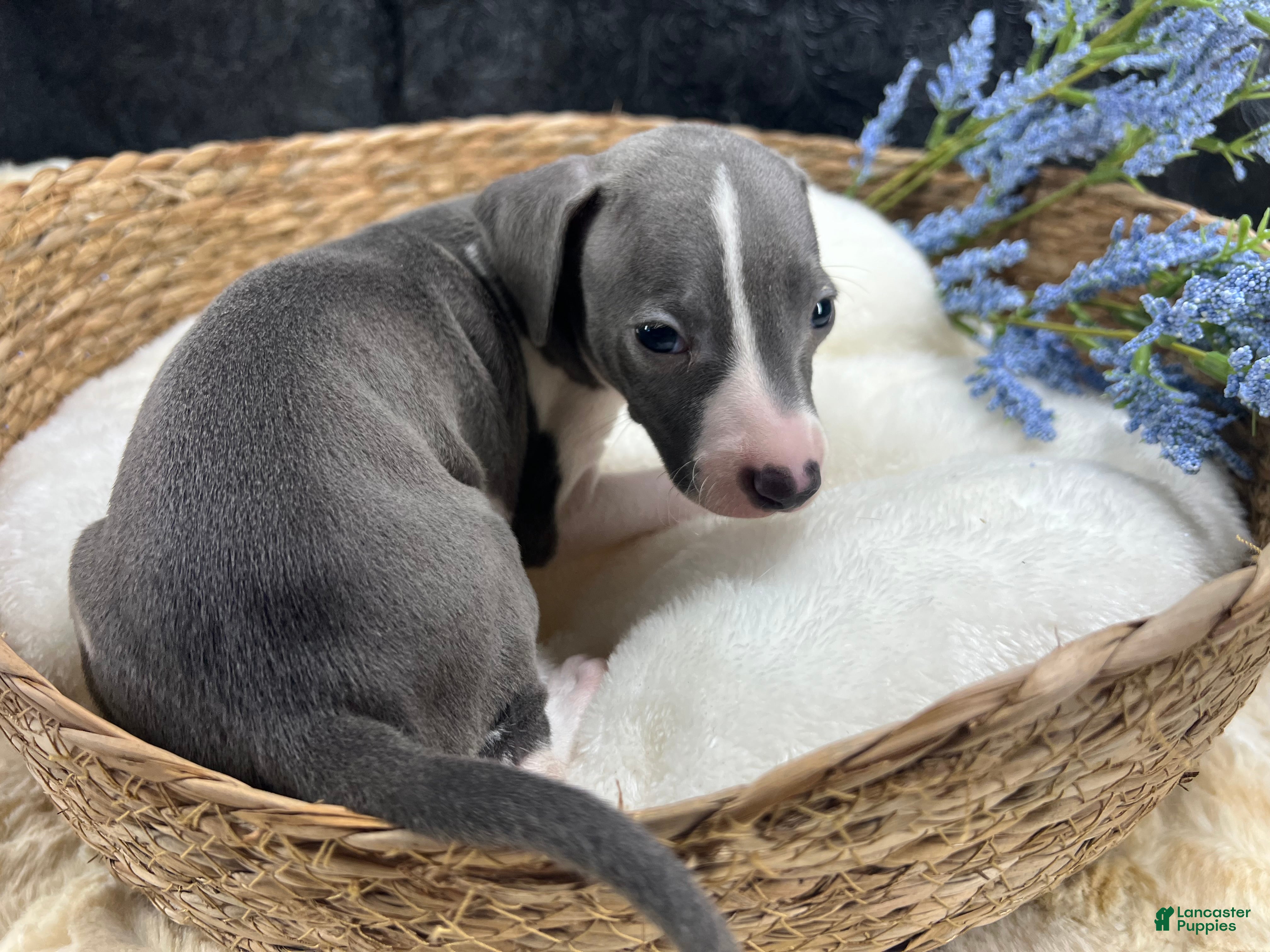 Italian Greyhound dogs Italian Greyhound 2 - Ad 2