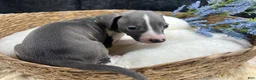 Italian Greyhound dogs for sale: Italian Greyhound 2 - Ad 2