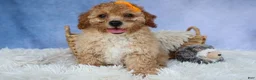 Miniature Poodle dogs for sale: WAYNE - Ad 13