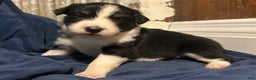 Australian Shepherd dogs for sale: Ruth - Ad 47
