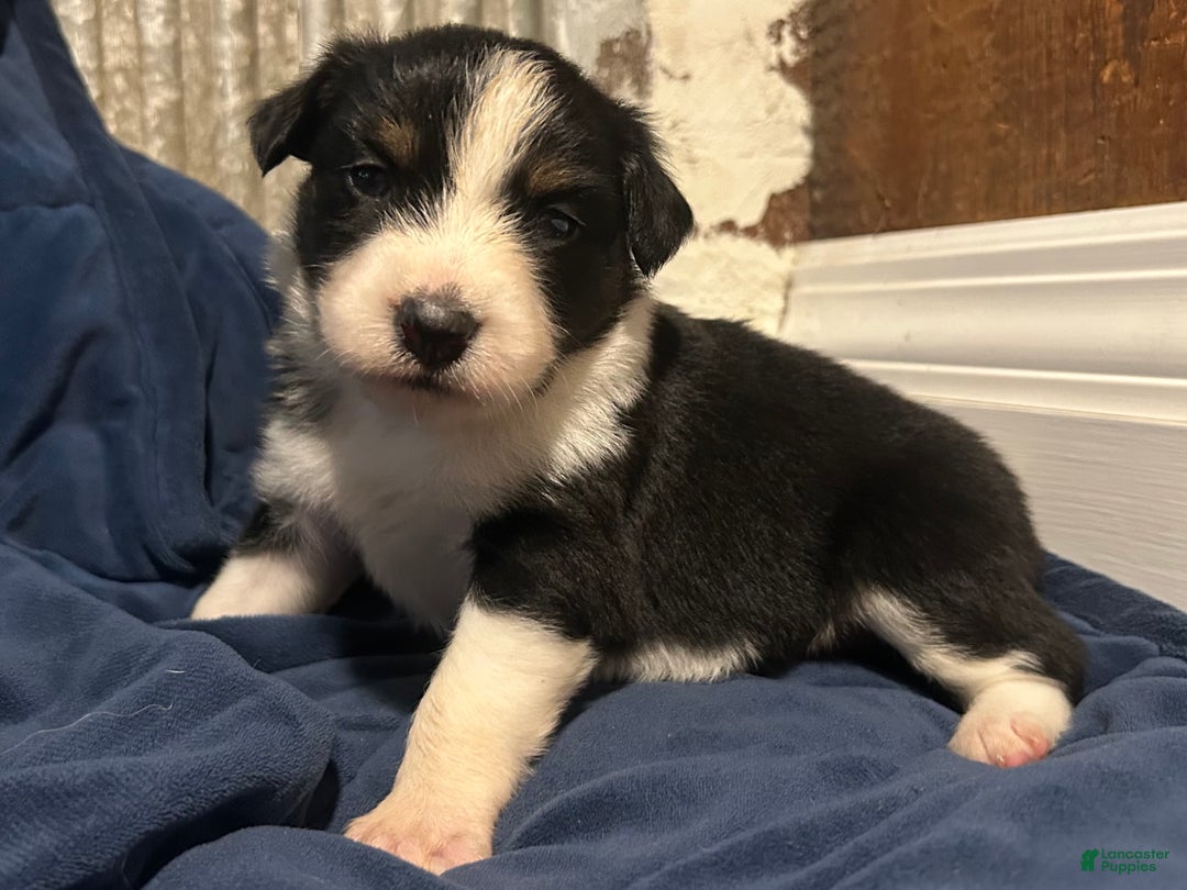Australian Shepherd dogs for sale: Ruth - Ad 47
