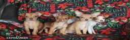 Chihuahua dogs for sale: Leo - Ad 5