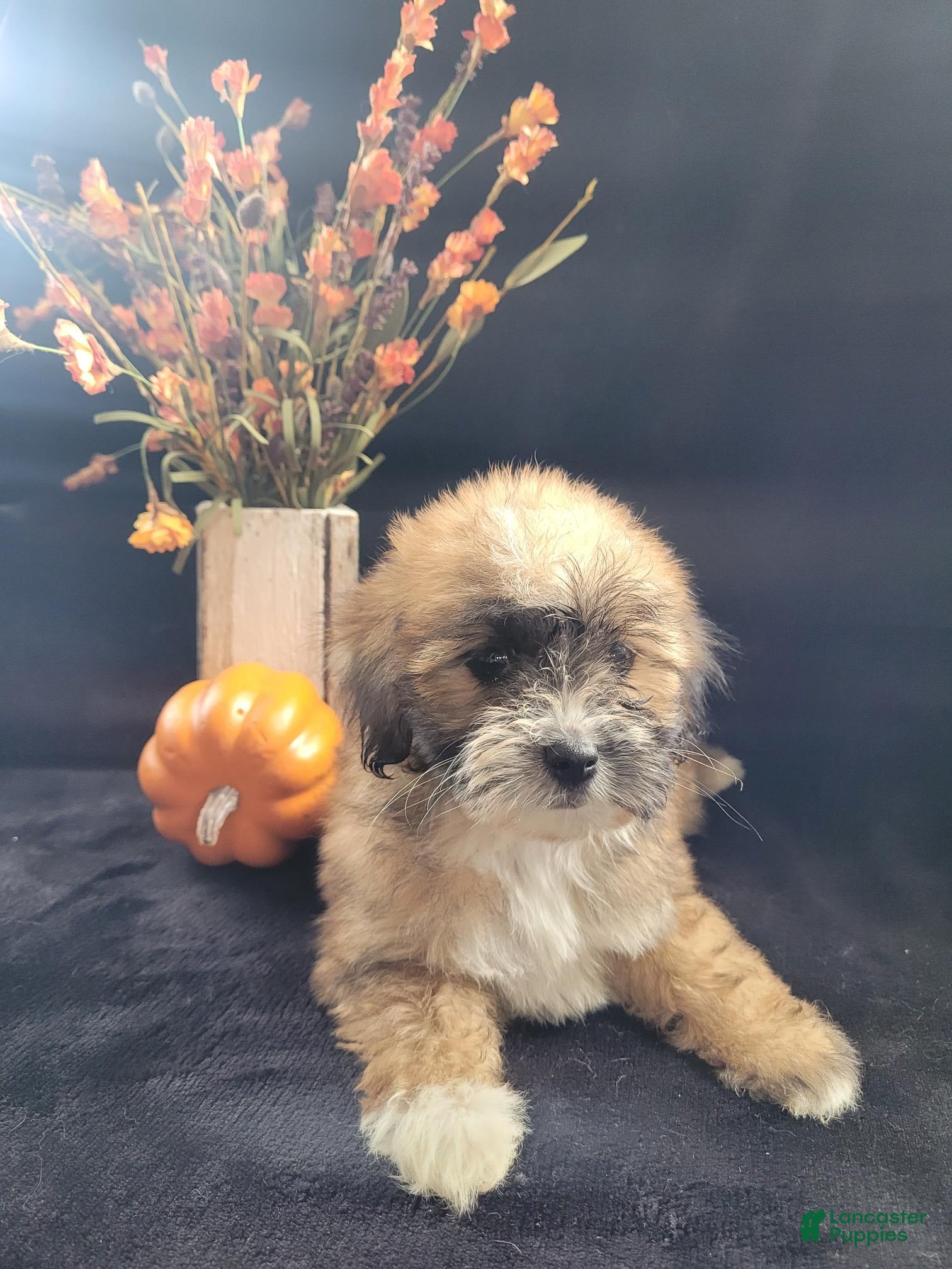Lhasapoo (Lhasapoo, Female) in Kreamer, PA
