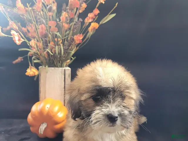 Lhasapoo dogs for sale: Little Jill - Ad 13