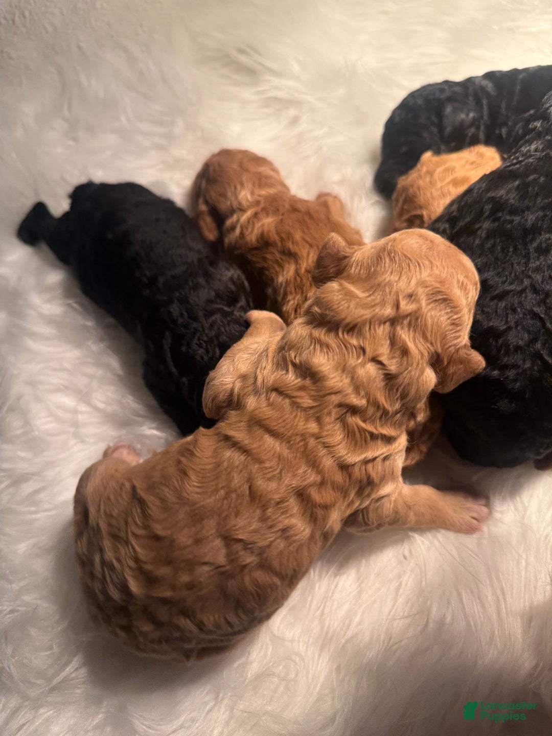 Standard Poodle dogs for sale: Standard Poodle Puppy 6 - Ad 25