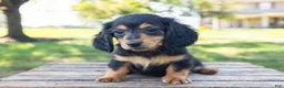Miniature Dachshund dogs for sale: Tootsie - Ad 9